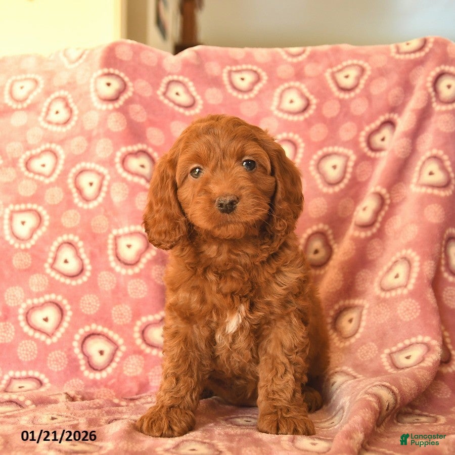Cockapoo dogs Dolly  - Ad 2