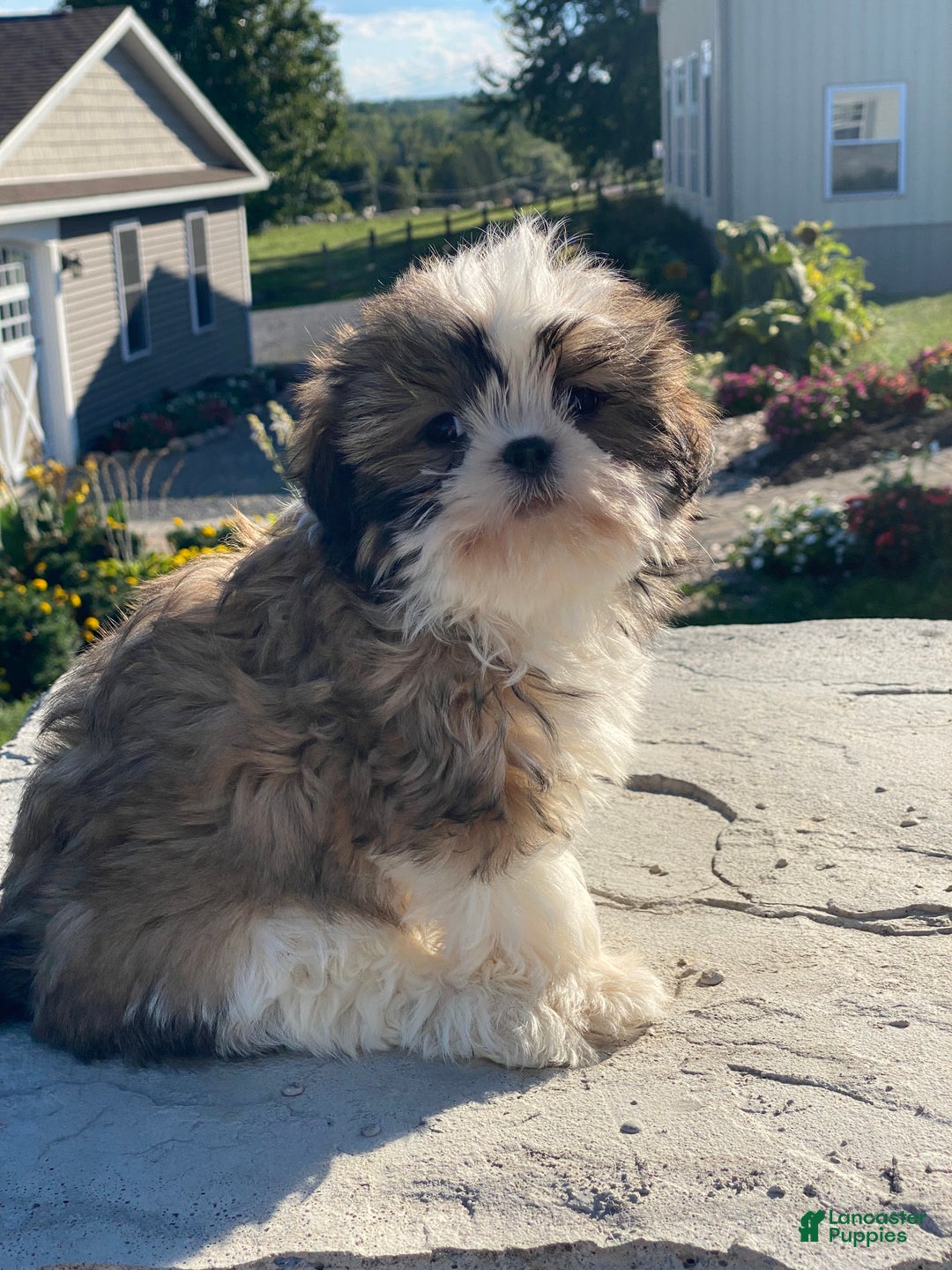 Shih Tzu dogs for sale: Saturn - Ad 2