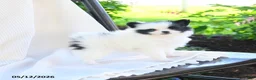 Pomeranian dogs for sale: Meeko - Ad 2