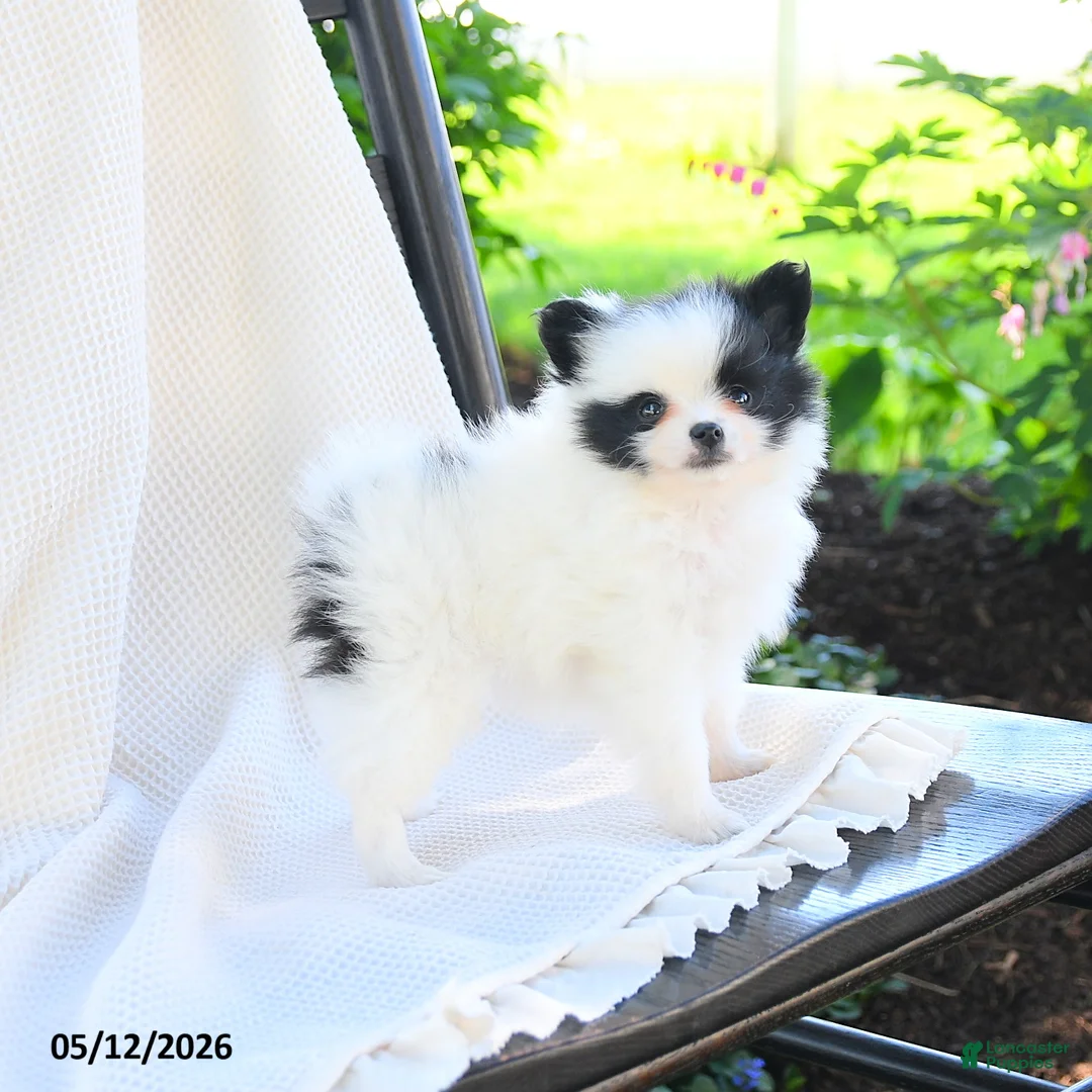 Pomeranian dogs for sale: Meeko - Ad 2