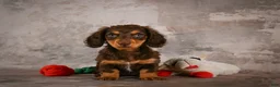 Miniature Dachshund dogs for sale: Sophie - Ad 14