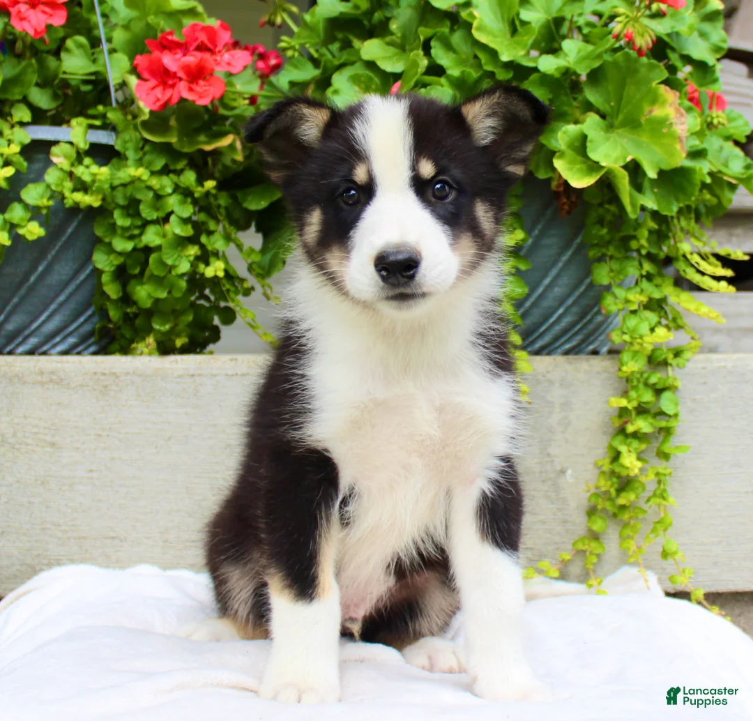 Mixed Breed dogs for sale: Lewy  - Ad 7