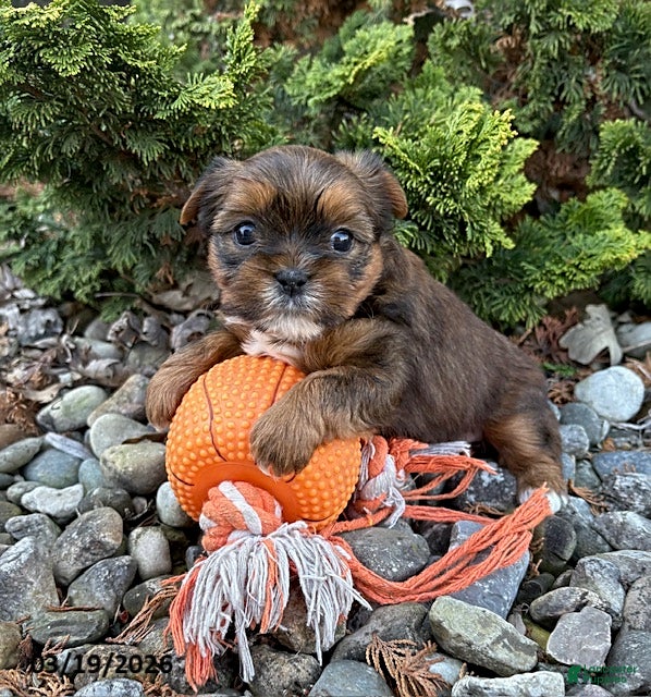 Shorkie dogs Maple   - Ad 1