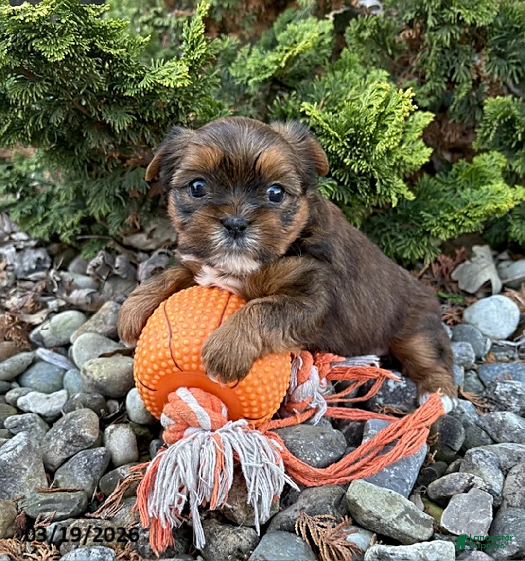 Shorkie dogs for sale: Maple   - Ad 1