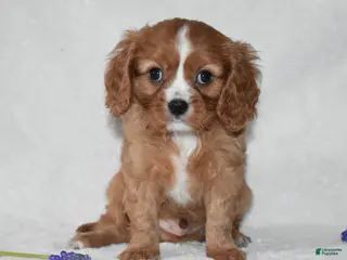 Cavalier King Charles Spaniel dogs Riley - Ad 29