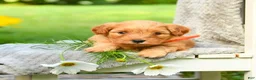 Cavapoo dogs for sale: Orange - Ad 3