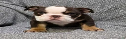 English Bulldog dogs for sale: Motley - Ad 1