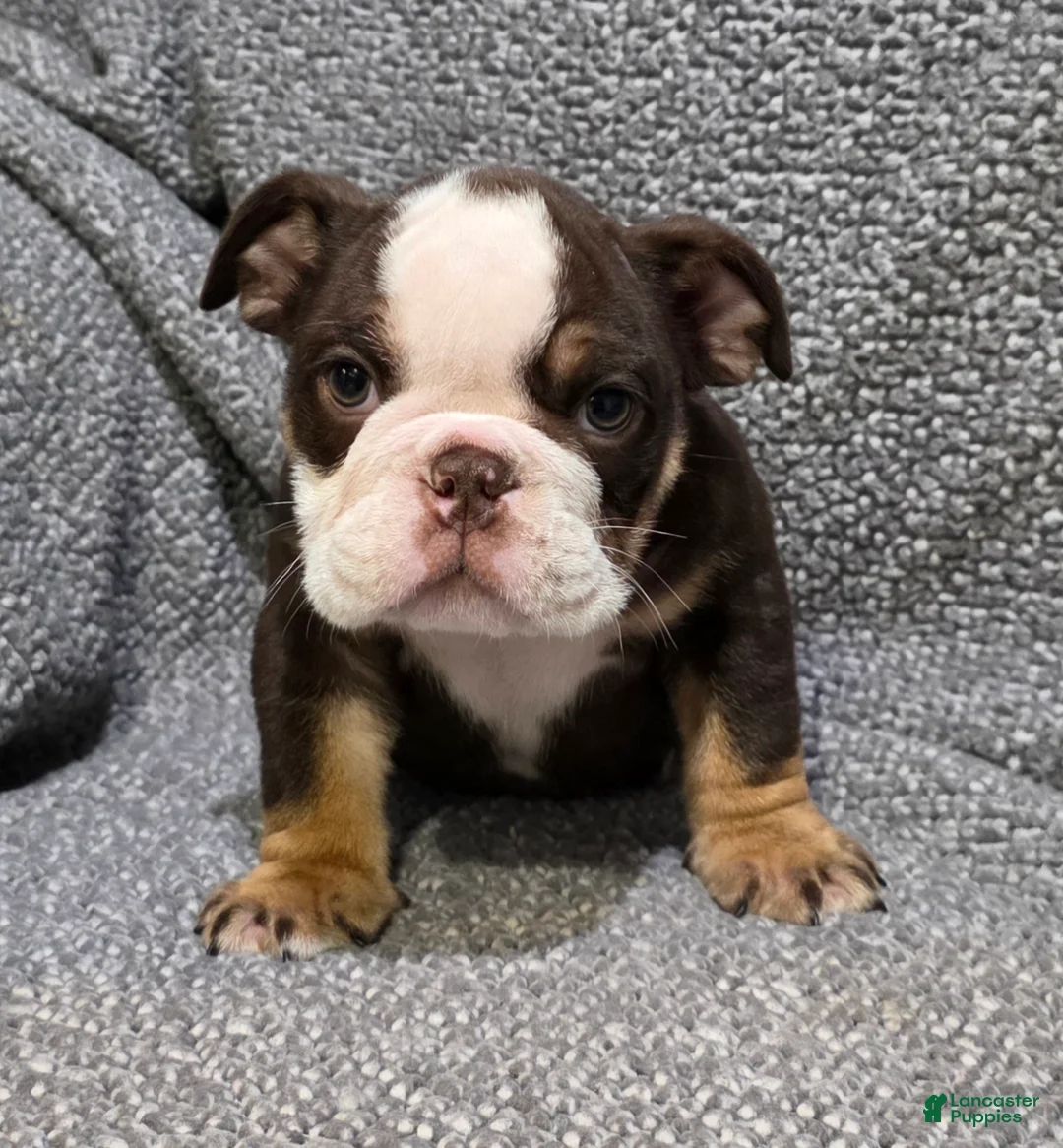 English Bulldog dogs for sale: Motley - Ad 1