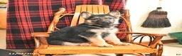 German Shepherd dogs for sale: Pretzel - Ad 1
