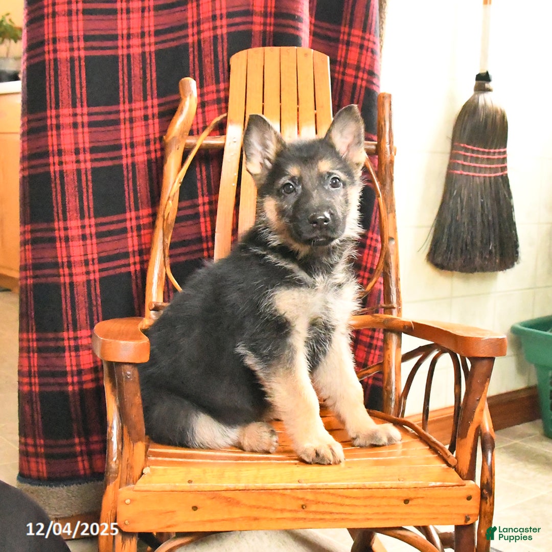 German Shepherd dogs for sale: Pretzel - Ad 1