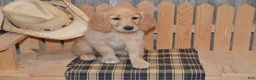 Goldendoodle dogs for sale: Brooke - Ad 4
