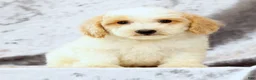 Bichpoo dogs for sale: Ender - Ad 8