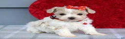Maltipoo dogs for sale: Cora - Ad 6