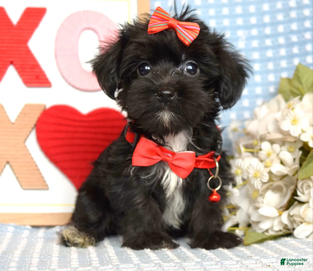Yorkiepoo dogs for sale: Lexi - Ad 1