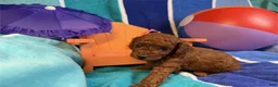 Toy Poodle dogs for sale: Summer - Ad 2
