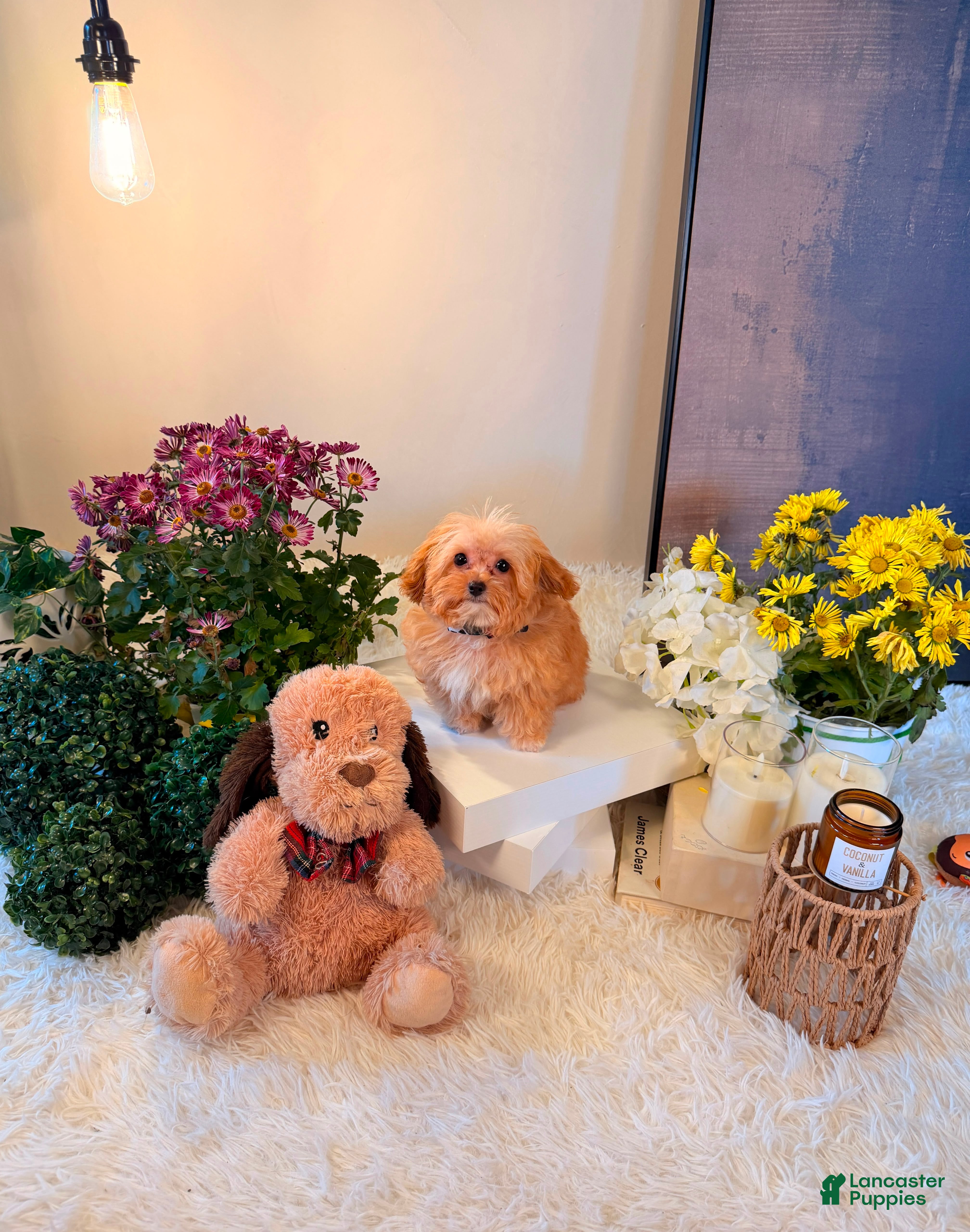 Toy Poodle dogs Theodore 🧸 - Ad 1