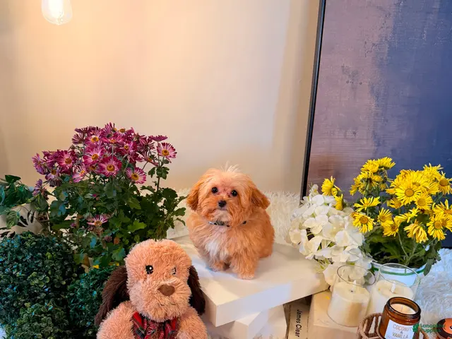 Toy Poodle dogs Theodore 🧸 - Ad 1
