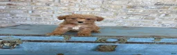 Miniature Labradoodle dogs for sale: Bentley  - Ad 5