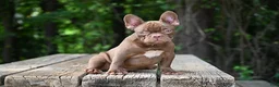 French Bulldog dogs for sale: Golden kid - Ad 4