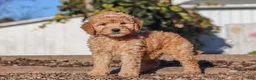 Mini Goldendoodle dogs for sale: Betty - Ad 4