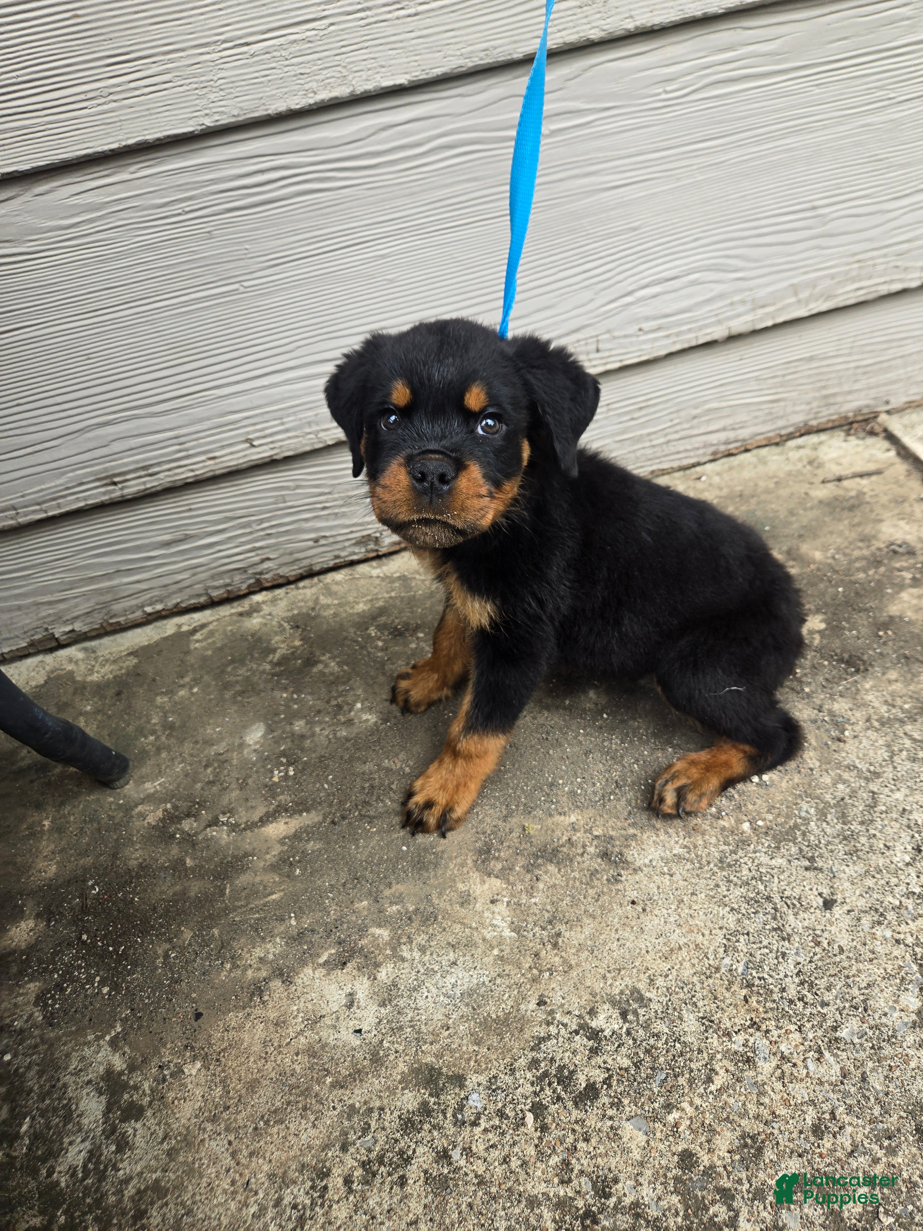 Rottweiler dogs Rottweiler Puppy 3 - Ad 8