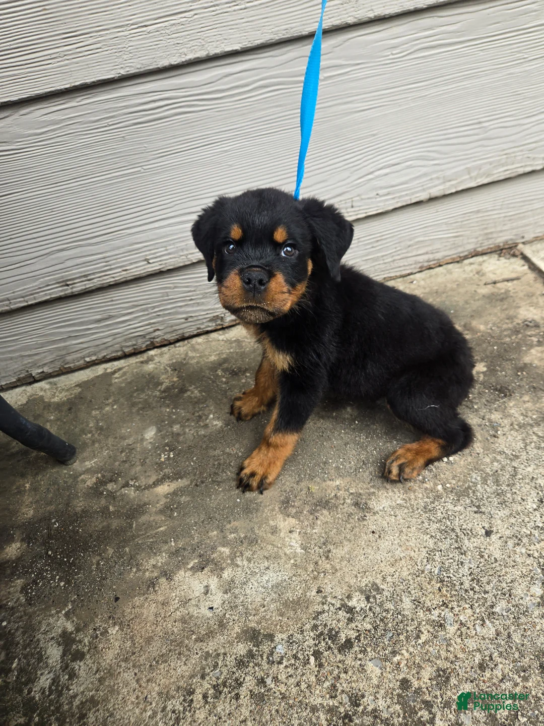 Rottweiler dogs for sale: Rottweiler Puppy 3 - Ad 1