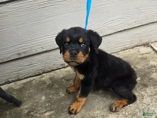 Rottweiler dogs Rottweiler Puppy 3 - Ad 8
