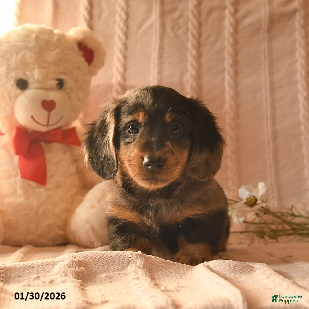 Miniature Dachshund dogs for sale: Jasper  - Ad 2