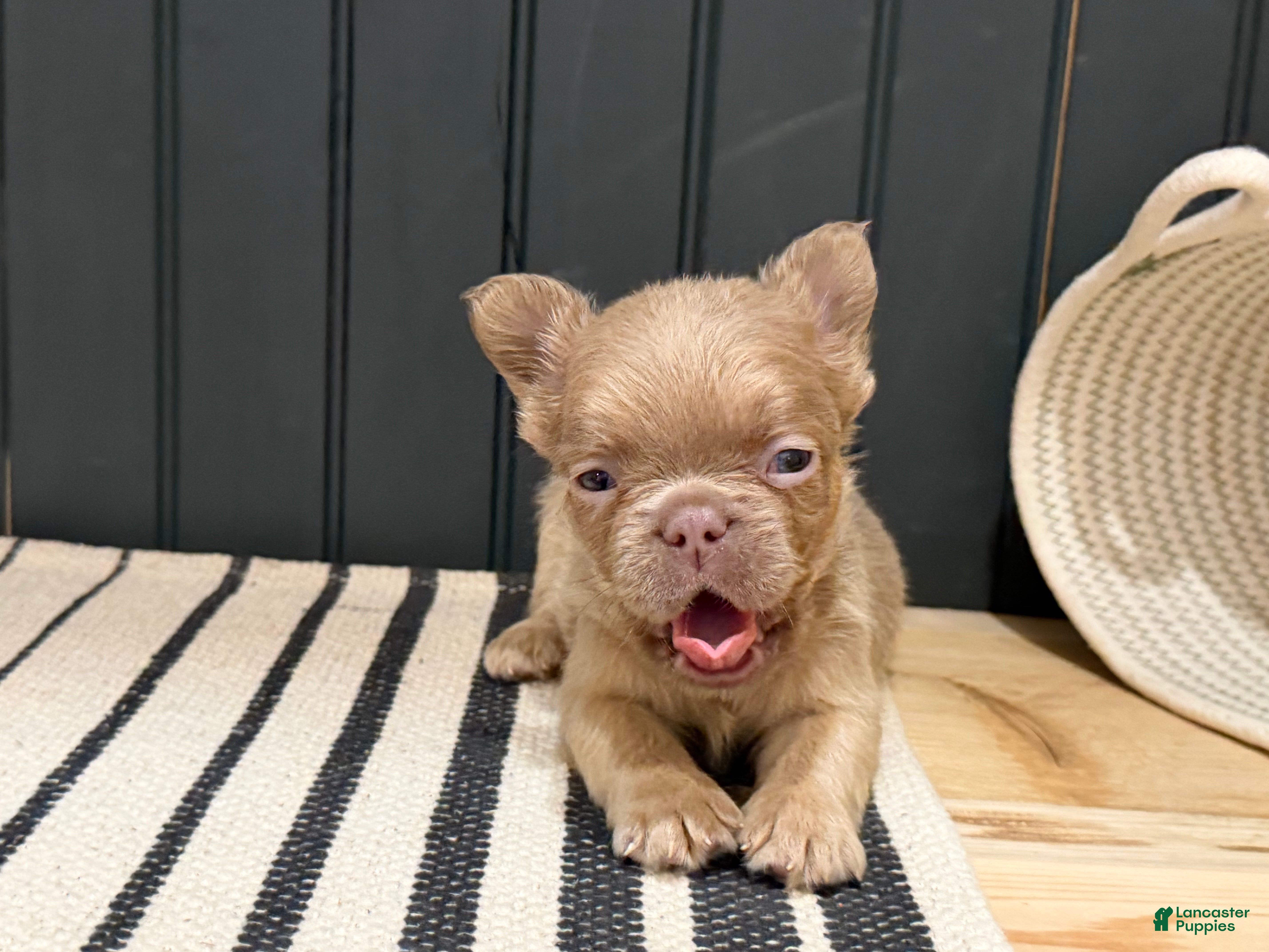 French Bulldog dogs Cinnamon - Ad 40