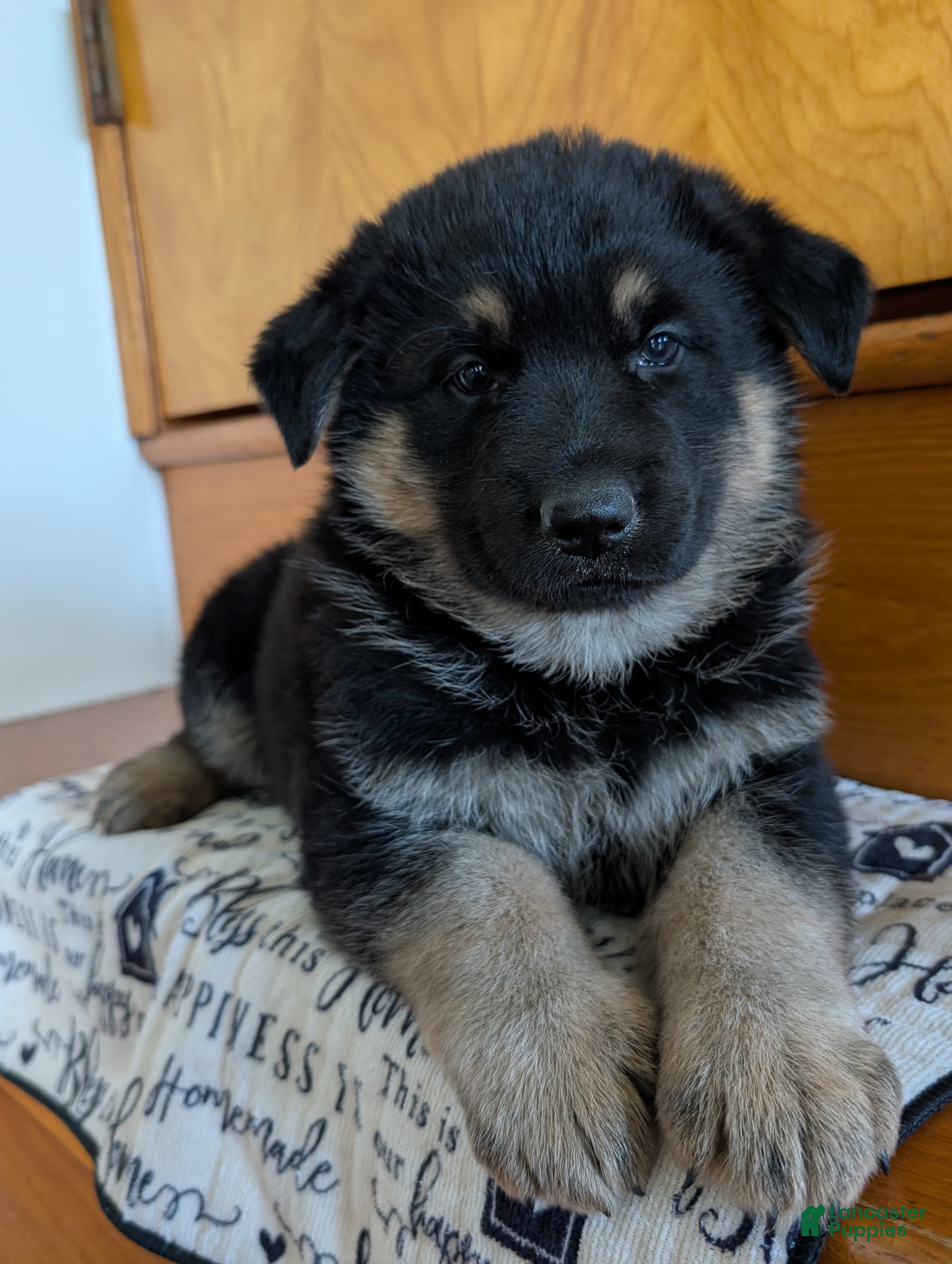 German Shepherd dogs Missy - Ad 1