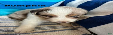 Pumpkin (AKC)
