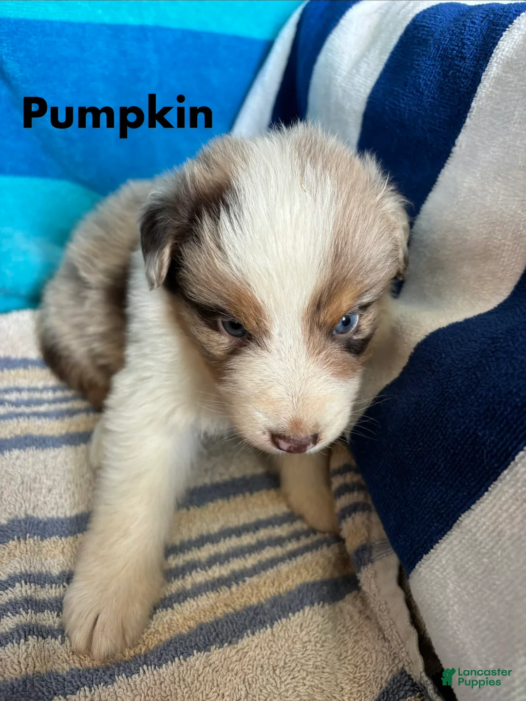 Australian Shepherd dogs for sale: Pumpkin (AKC) - Ad 1