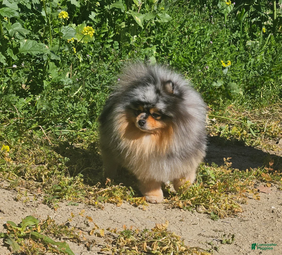 Pomeranian dogs for stud: Larafuego's Oxxo - Ad 5