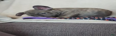 French Bulldog 5