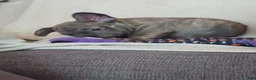French Bulldog dogs for sale: French Bulldog 5 - Ad 1