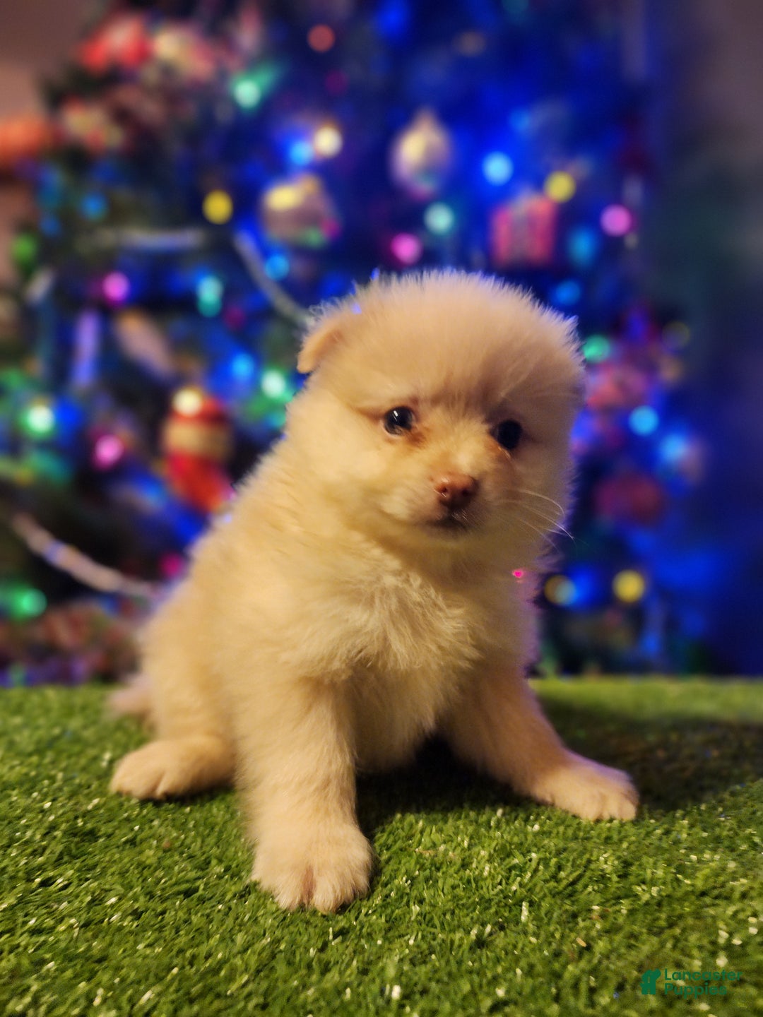 Pomeranian dogs for sale: Toby - Ad 7