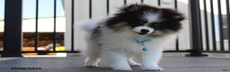 Pomeranian dogs for sale: Karter - Ad 22