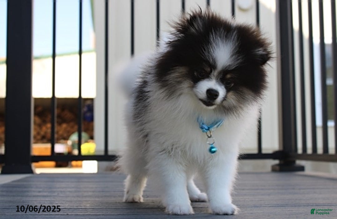 Pomeranian dogs for sale: Karter - Ad 22