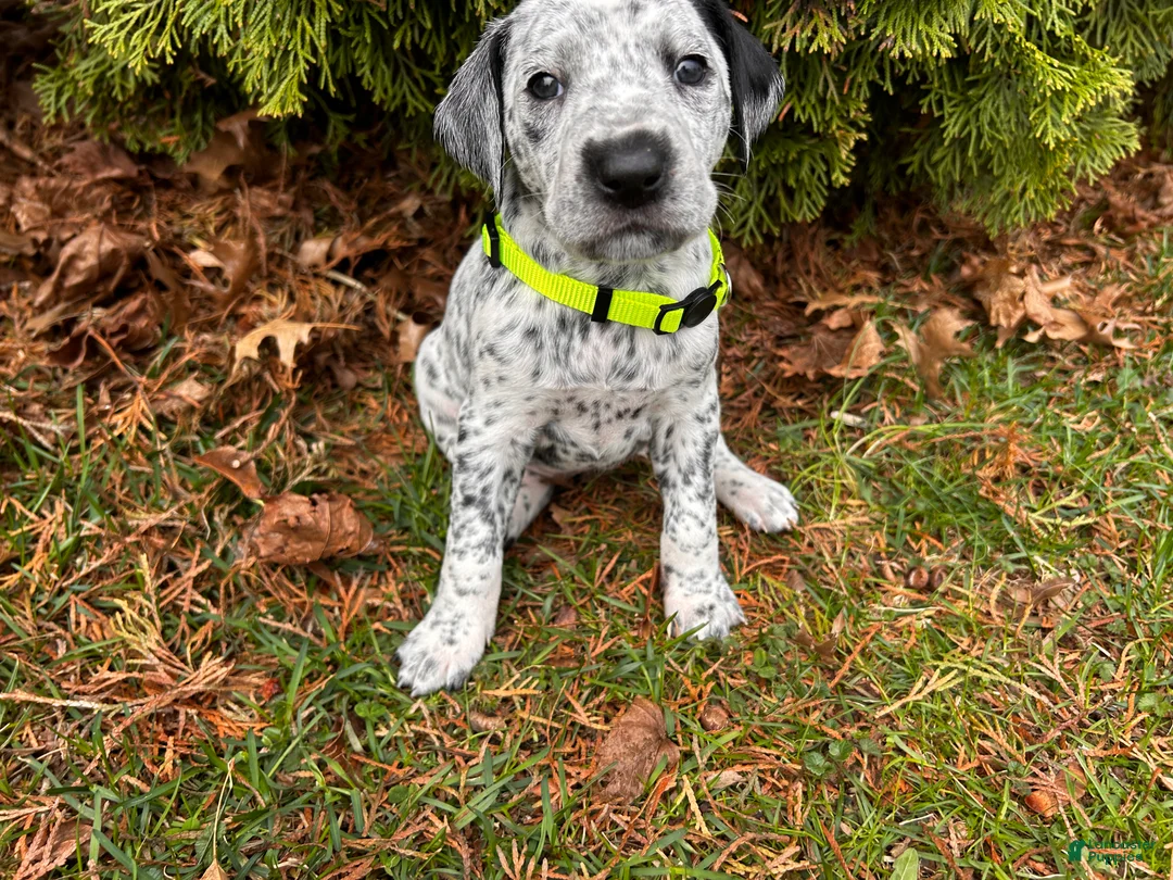 Mixed Breed dogs for sale: 🐨Koala-Dalmatian/GSP - Ad 14