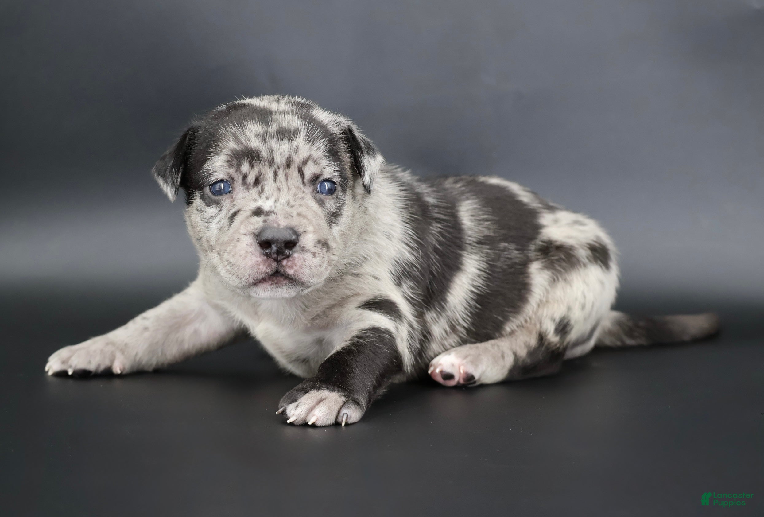 American Bully dogs Vow - Ad 29