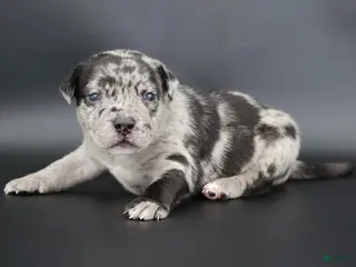 American Bully dogs Vow - Ad 13