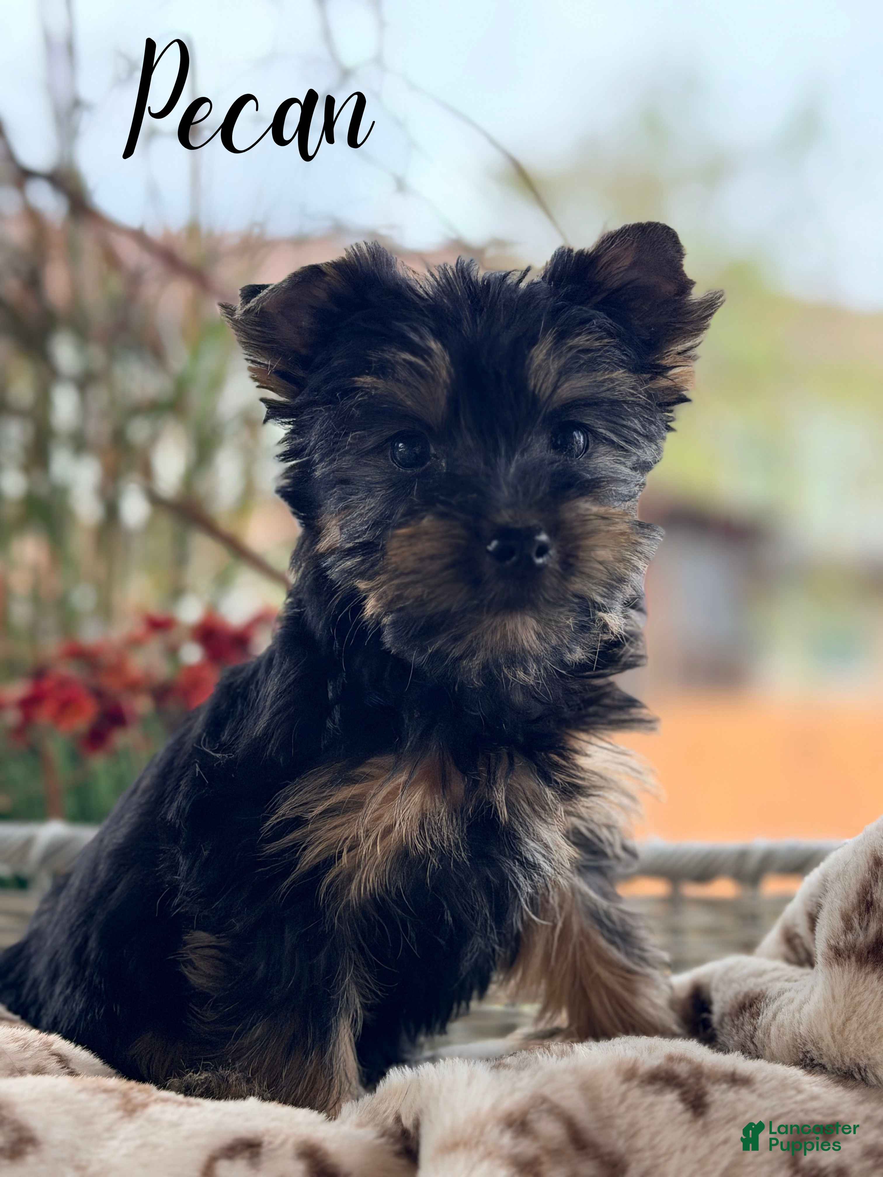Yorkshire Terrier dogs Yorkshire Terrier 2 - Ad 41