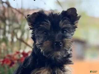Yorkshire Terrier dogs Yorkshire Terrier 2 - Ad 41