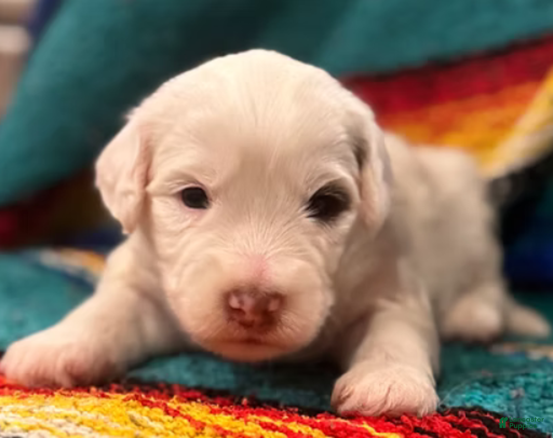 Mini Bernedoodle dogs for sale: Bandit - Ad 5