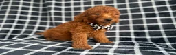 Mini Goldendoodle dogs for sale: Levi - Ad 8