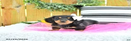 Miniature Dachshund dogs for sale: Cami - Ad 4