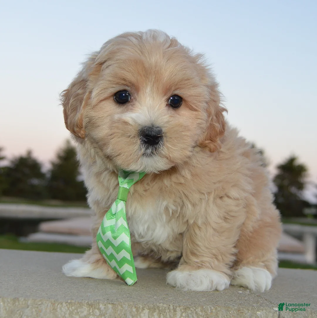 Maltipoo dogs for sale: Milo - Ad 1