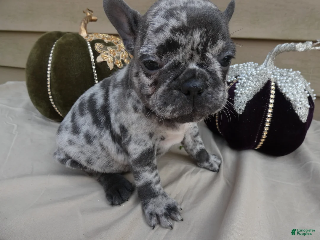 French Bulldog dogs for sale: French Bulldog 5 Princess - Ad 2
