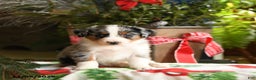 Australian Shepherd dogs for sale: Affinity - Ad 5