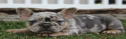 French Bulldog dogs for sale: AKC Zoe - Ad 26